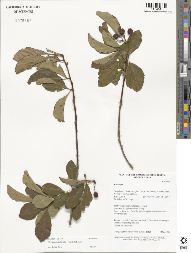 Crataegus scabrifolia photo 8