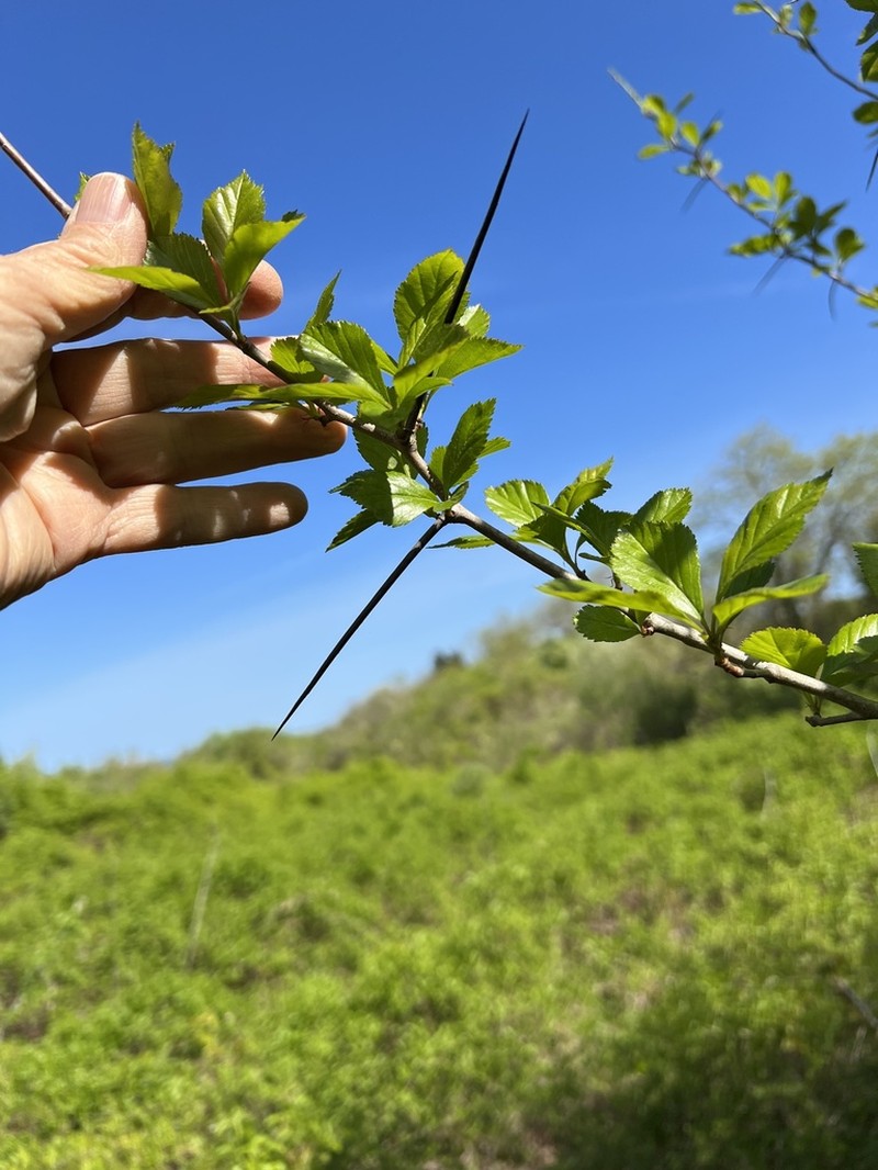 Crataegus schizophylla