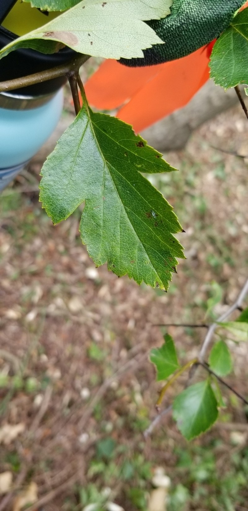 Crataegus schizophylla photo 6