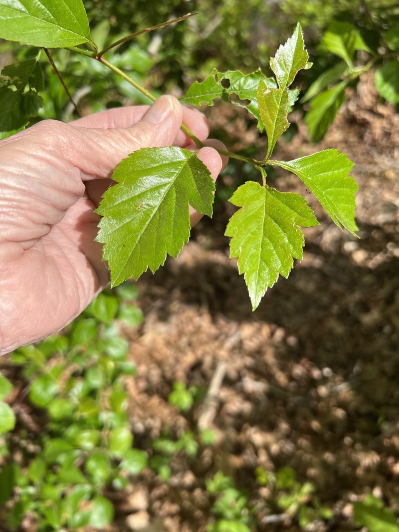 Crataegus schizophylla photo 8