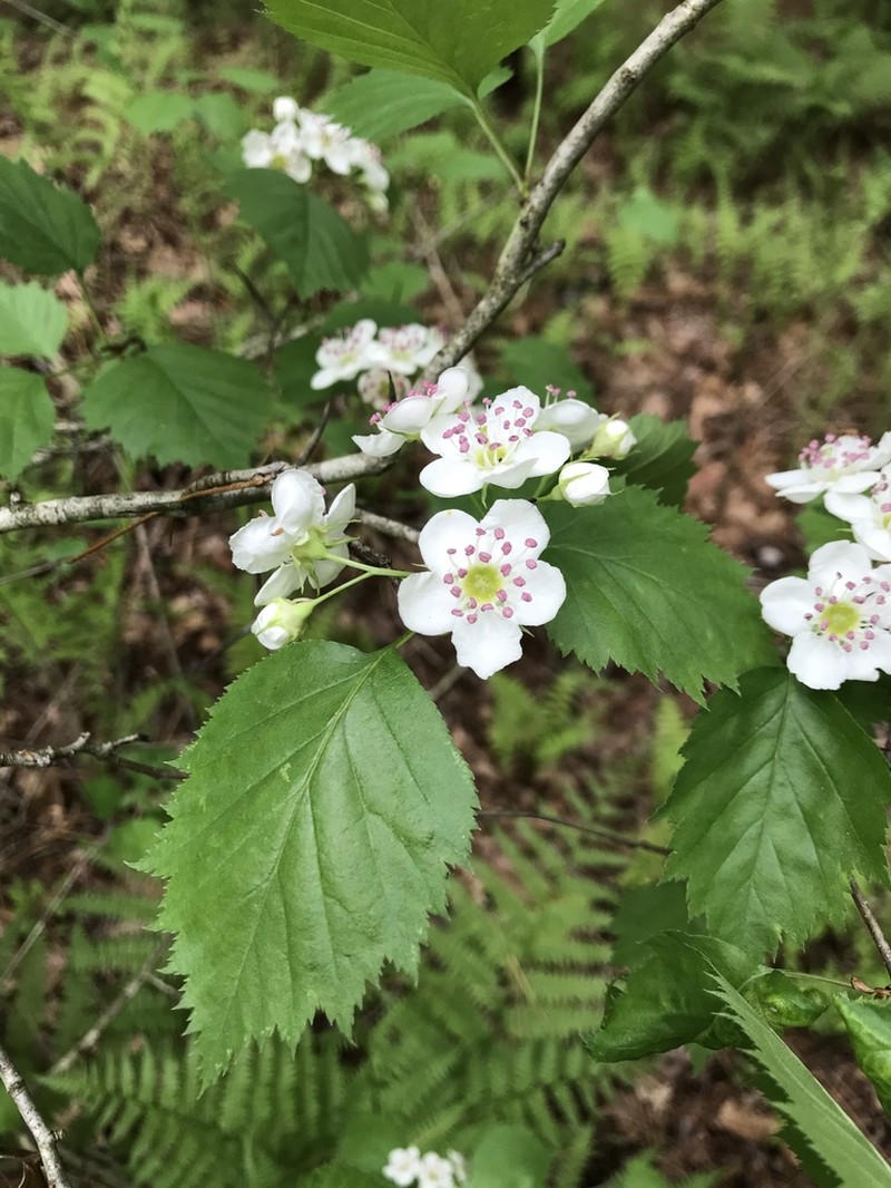 Schuette's Hawthorn