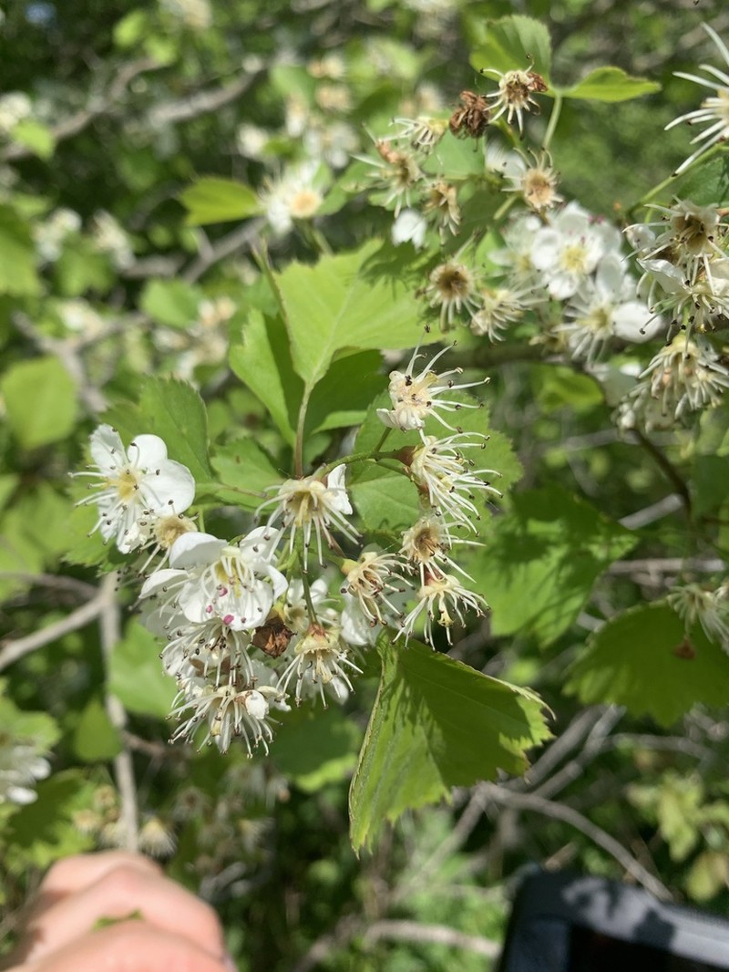 Schuette's Hawthorn photo 2