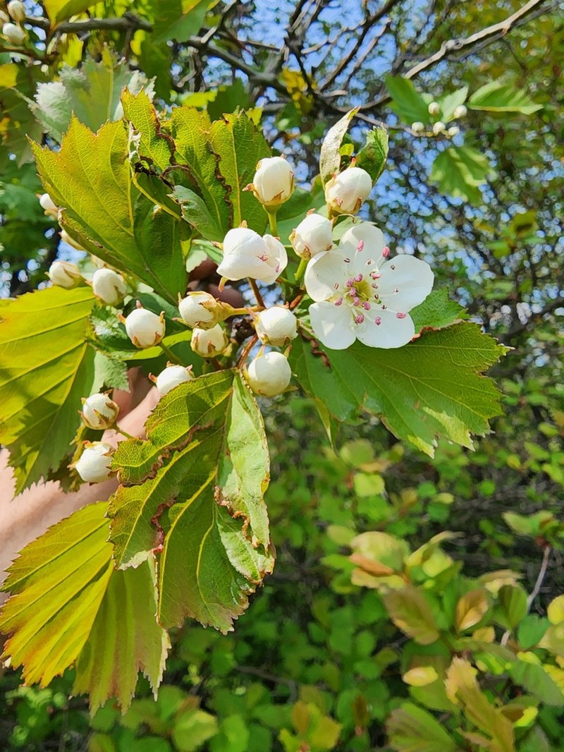 Schuette's Hawthorn photo 3