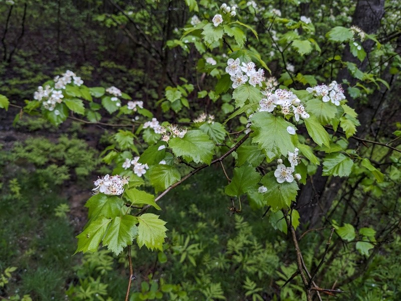 Schuette's Hawthorn photo 4