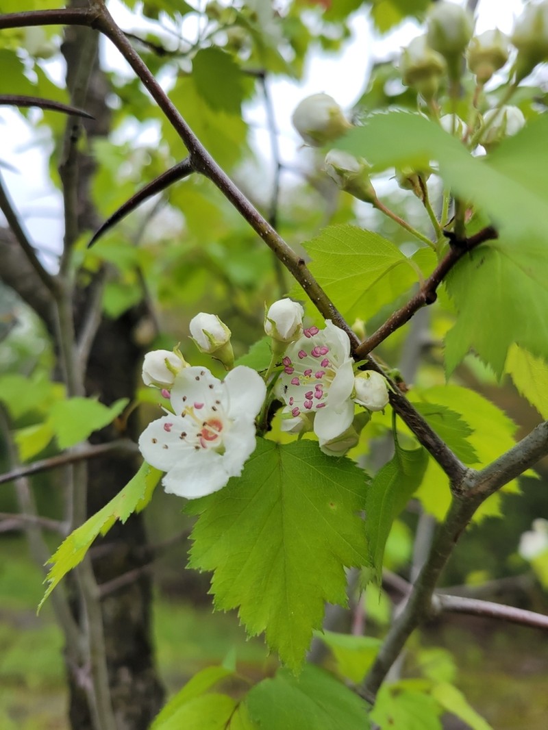 Schuette's Hawthorn photo 5