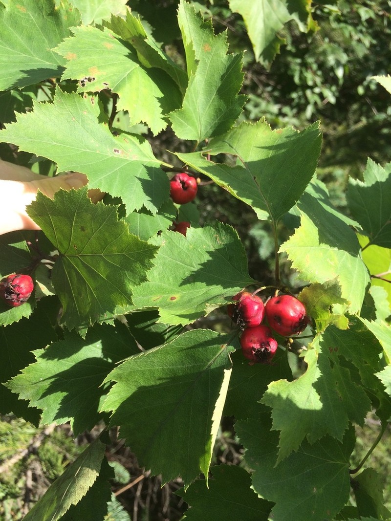 Schuette's Hawthorn photo 6