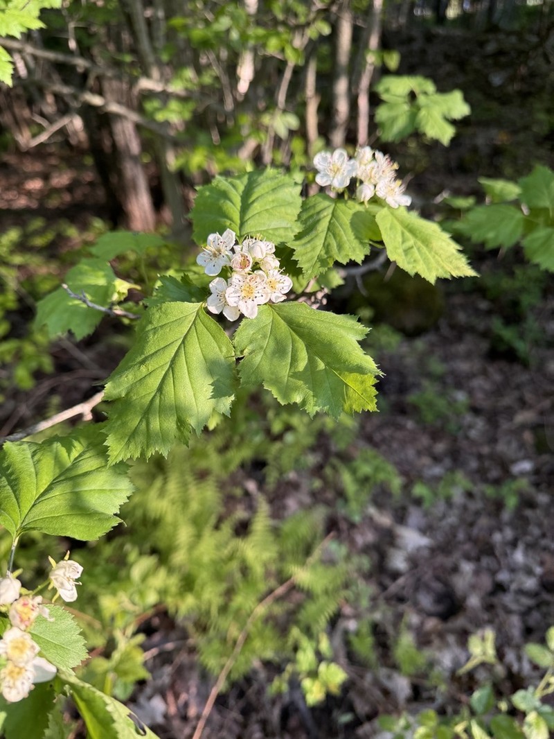Schuette's Hawthorn photo 7