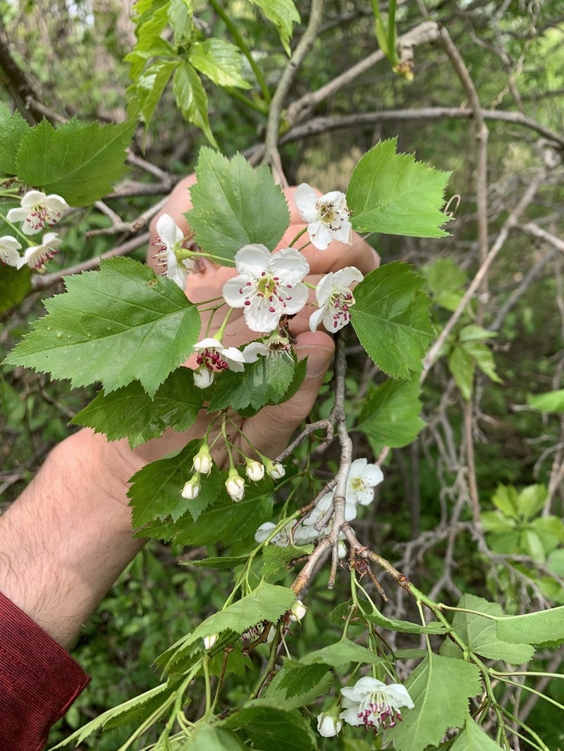 Schuette's Hawthorn photo 8