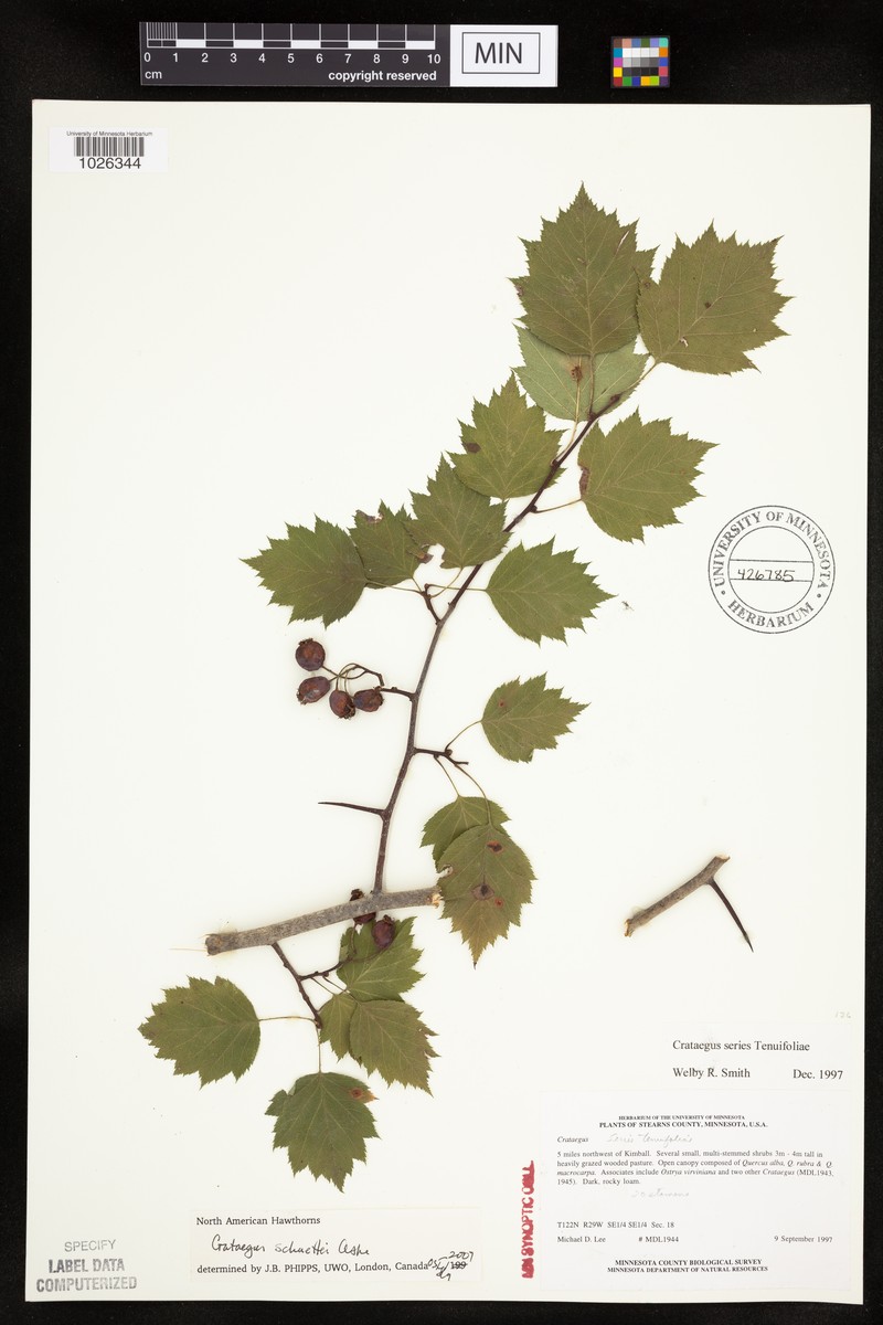 Crataegus schuettei var. cuneata