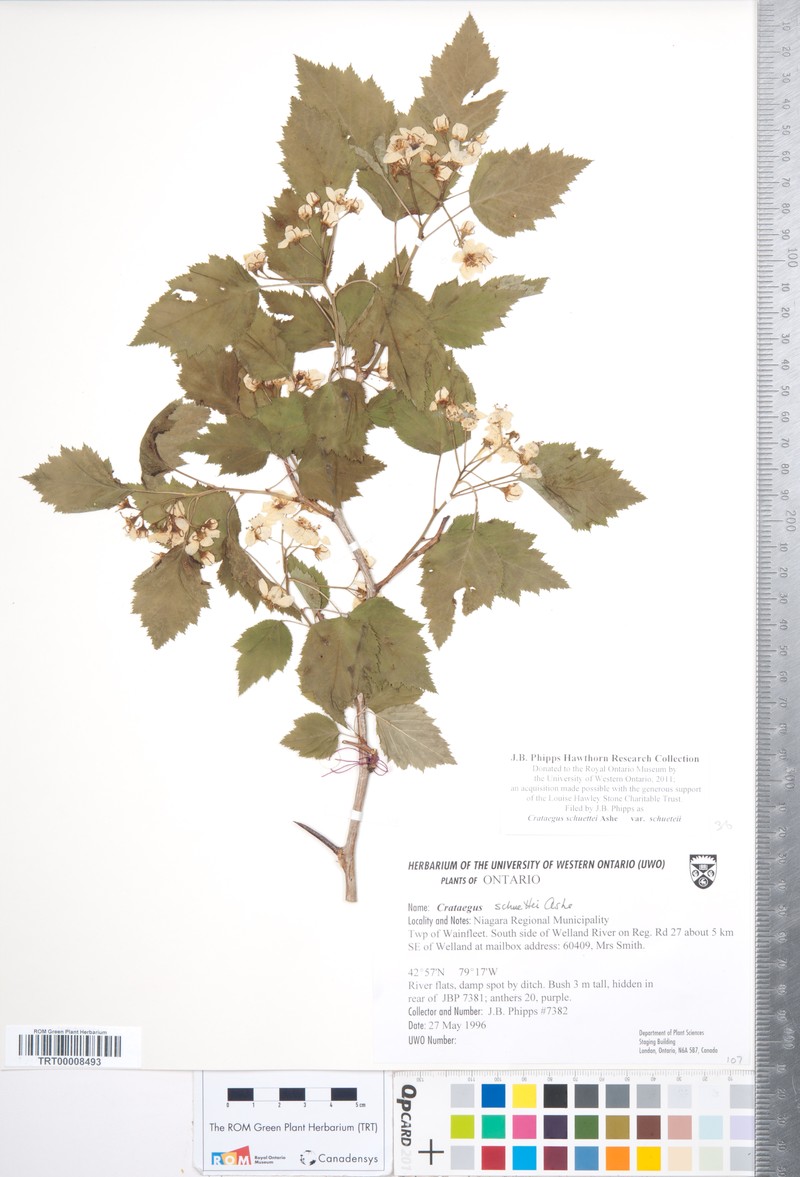 Shafer's Hawthorn