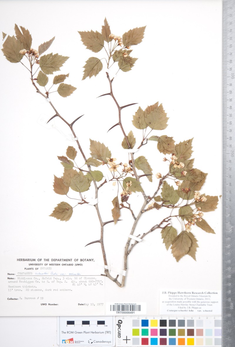 Shafer's Hawthorn photo 2