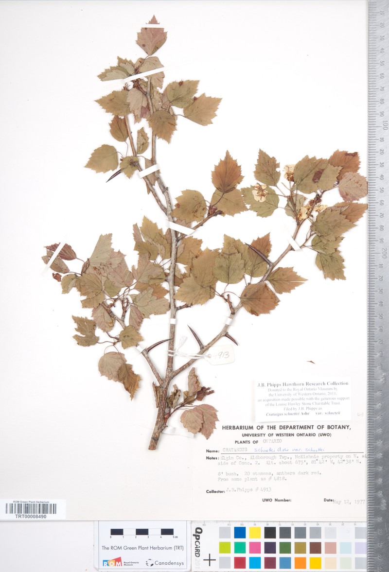 Shafer's Hawthorn photo 3
