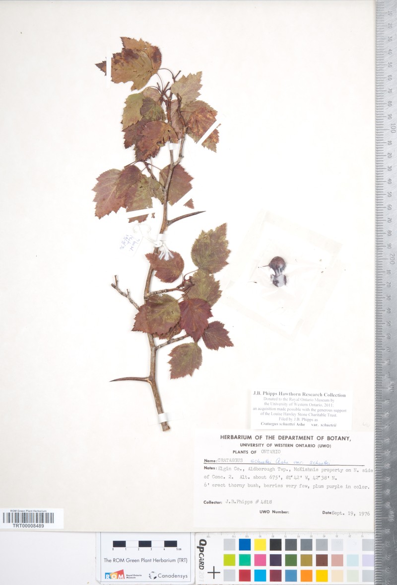 Shafer's Hawthorn photo 4