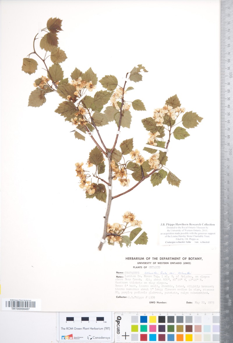 Shafer's Hawthorn photo 5