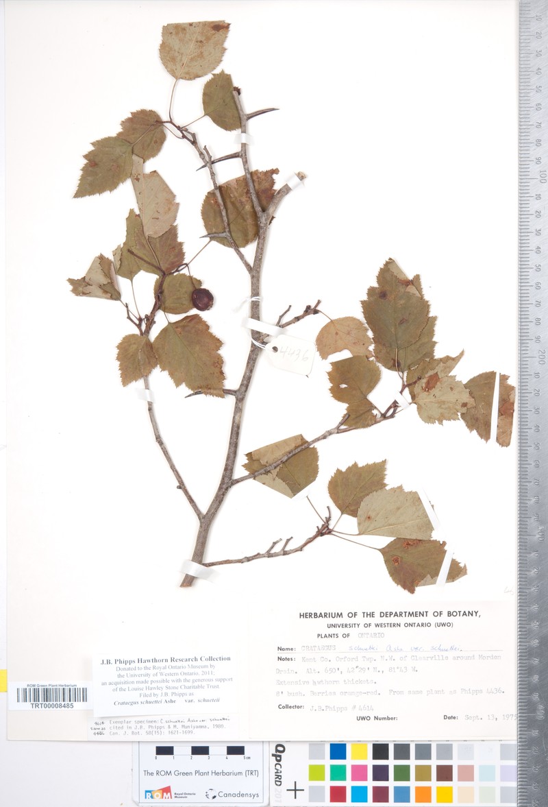 Shafer's Hawthorn photo 6