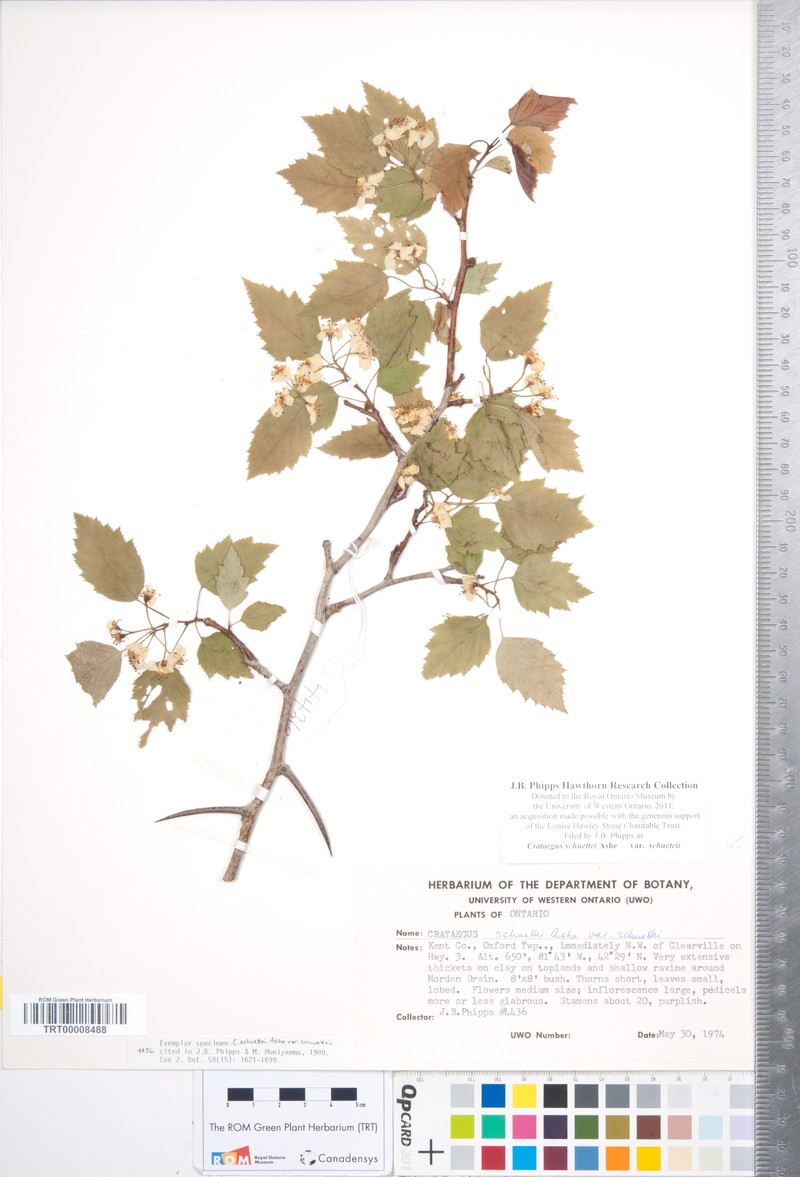 Shafer's Hawthorn photo 7