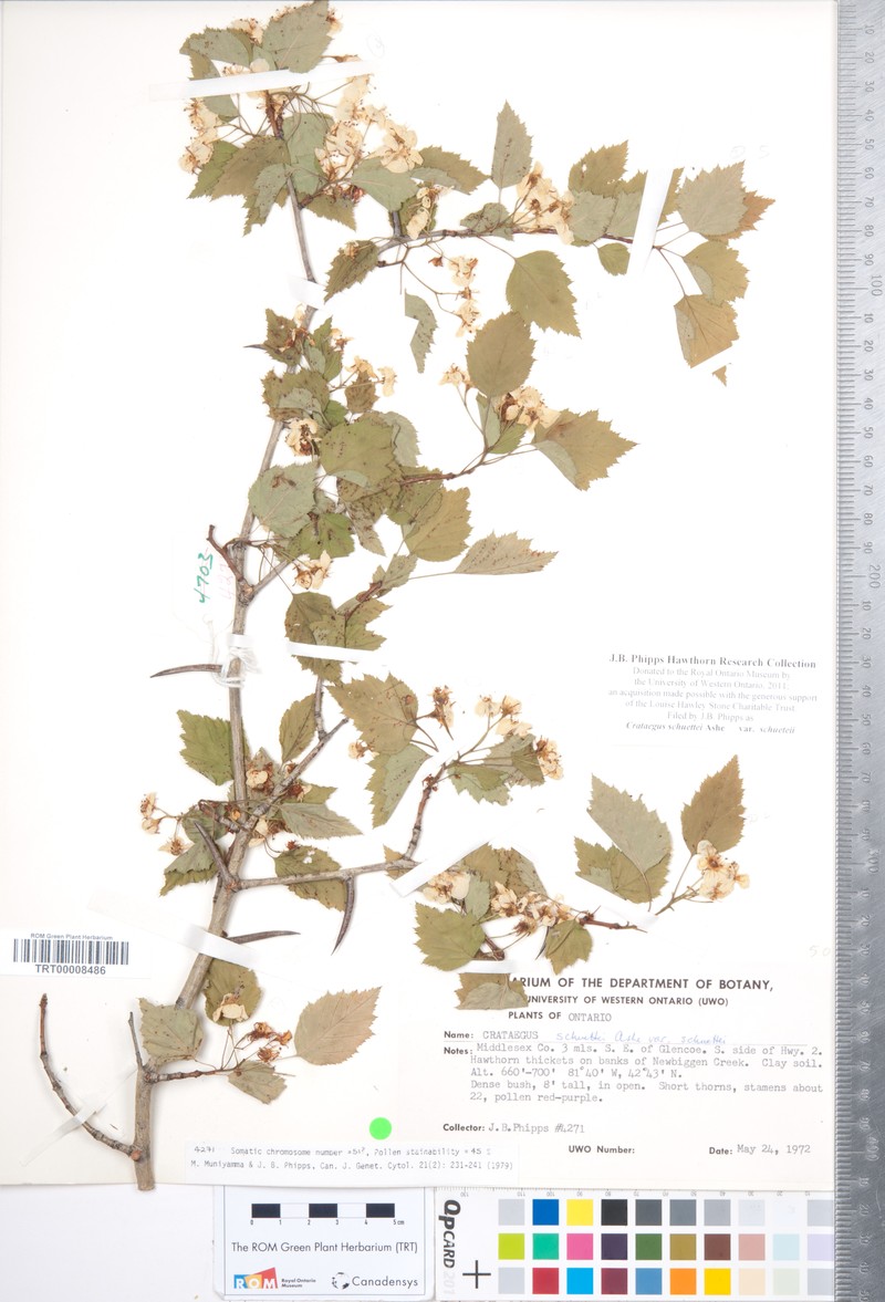 Shafer's Hawthorn photo 8