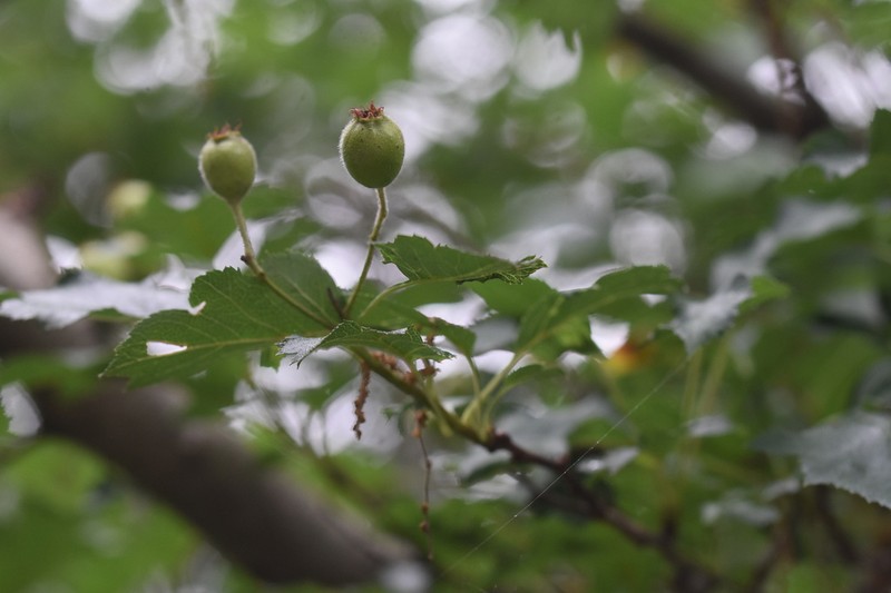 Crataegus shandongensis