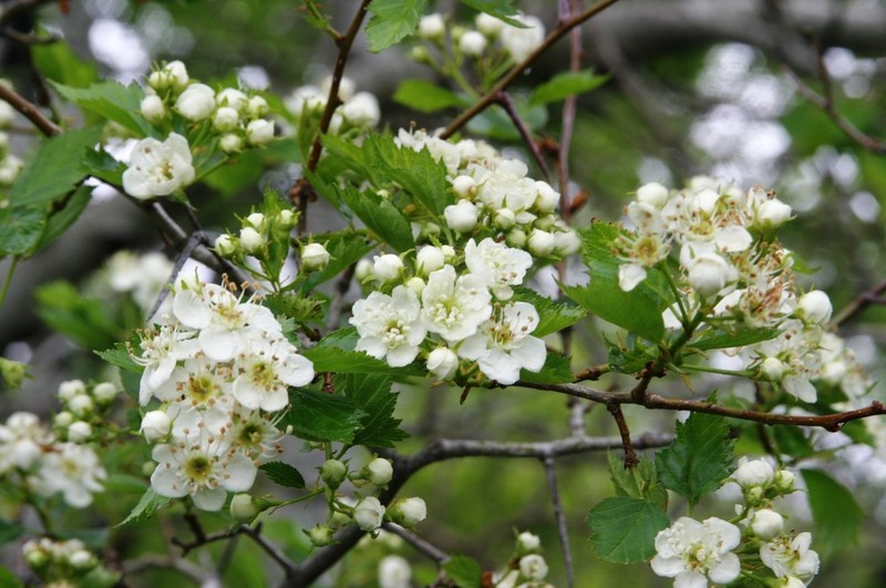 Crataegus sheila-phippsiae
