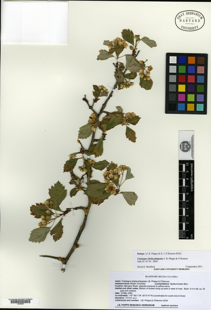 Crataegus sheila-phippsiae photo 4