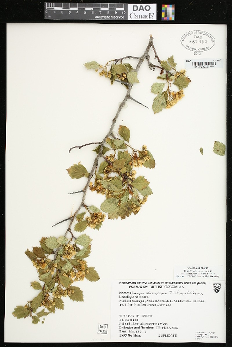 Crataegus sheila-phippsiae photo 7