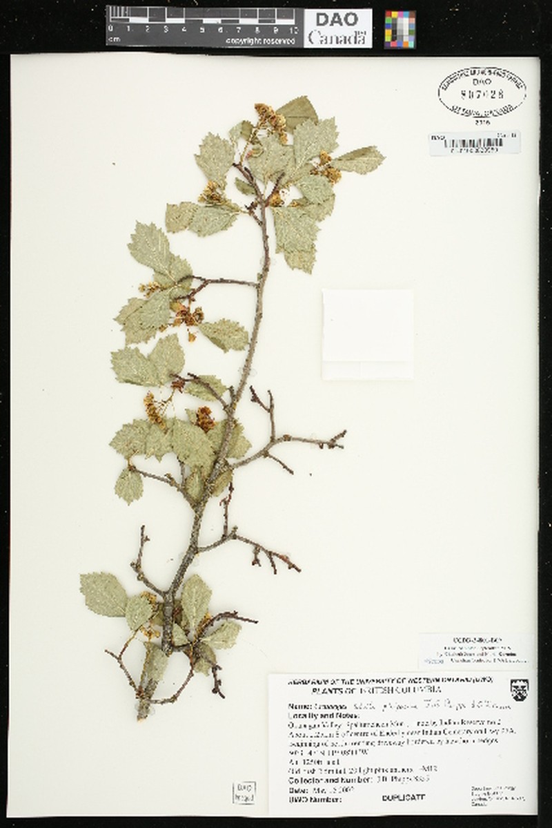 Crataegus sheila-phippsiae photo 8