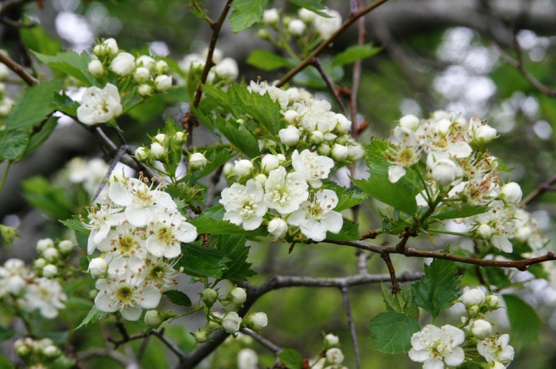 Crataegus sheila-phippsiae var. saskatchewanensis