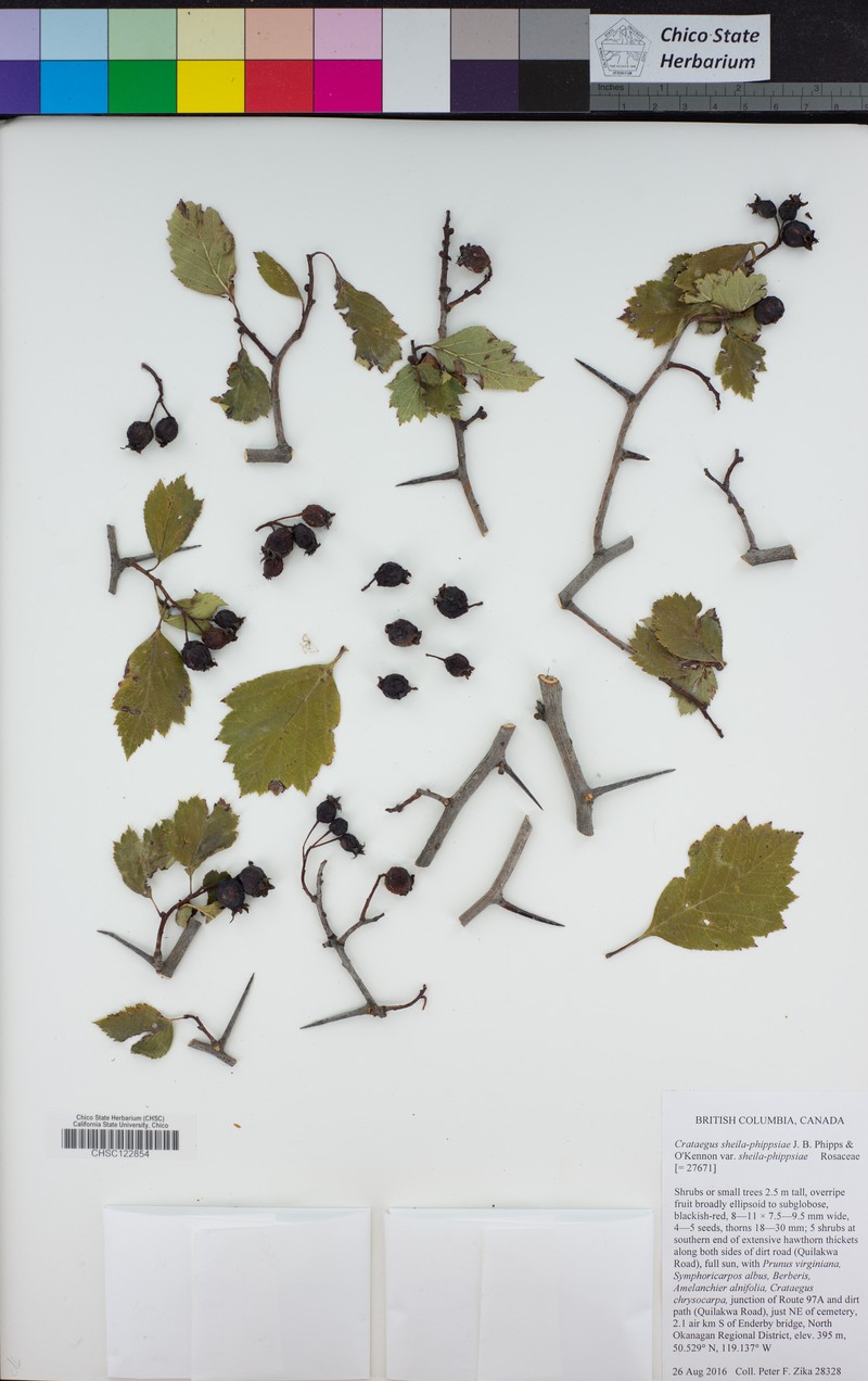 Crataegus sheila-phippsiae var. sheila-phippsiae