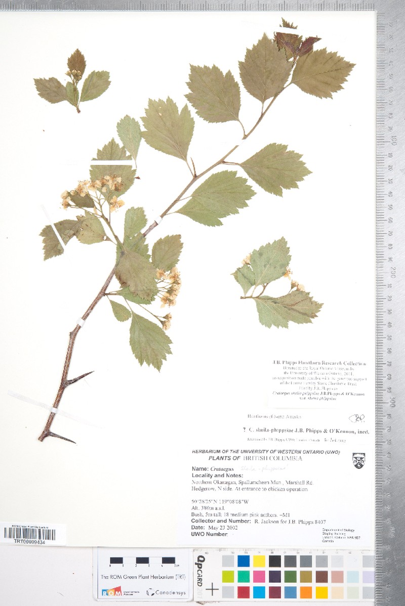 Crataegus sheila-phippsiae var. sheila-phippsiae photo 2