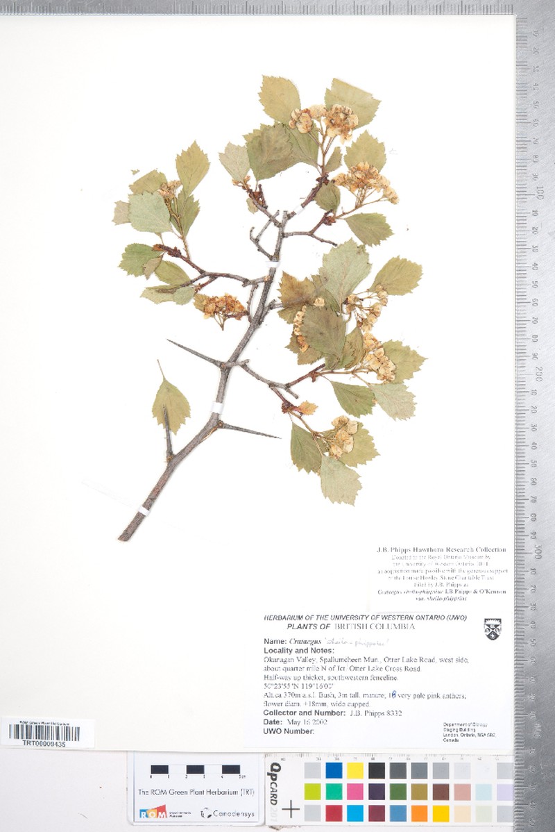 Crataegus sheila-phippsiae var. sheila-phippsiae photo 3