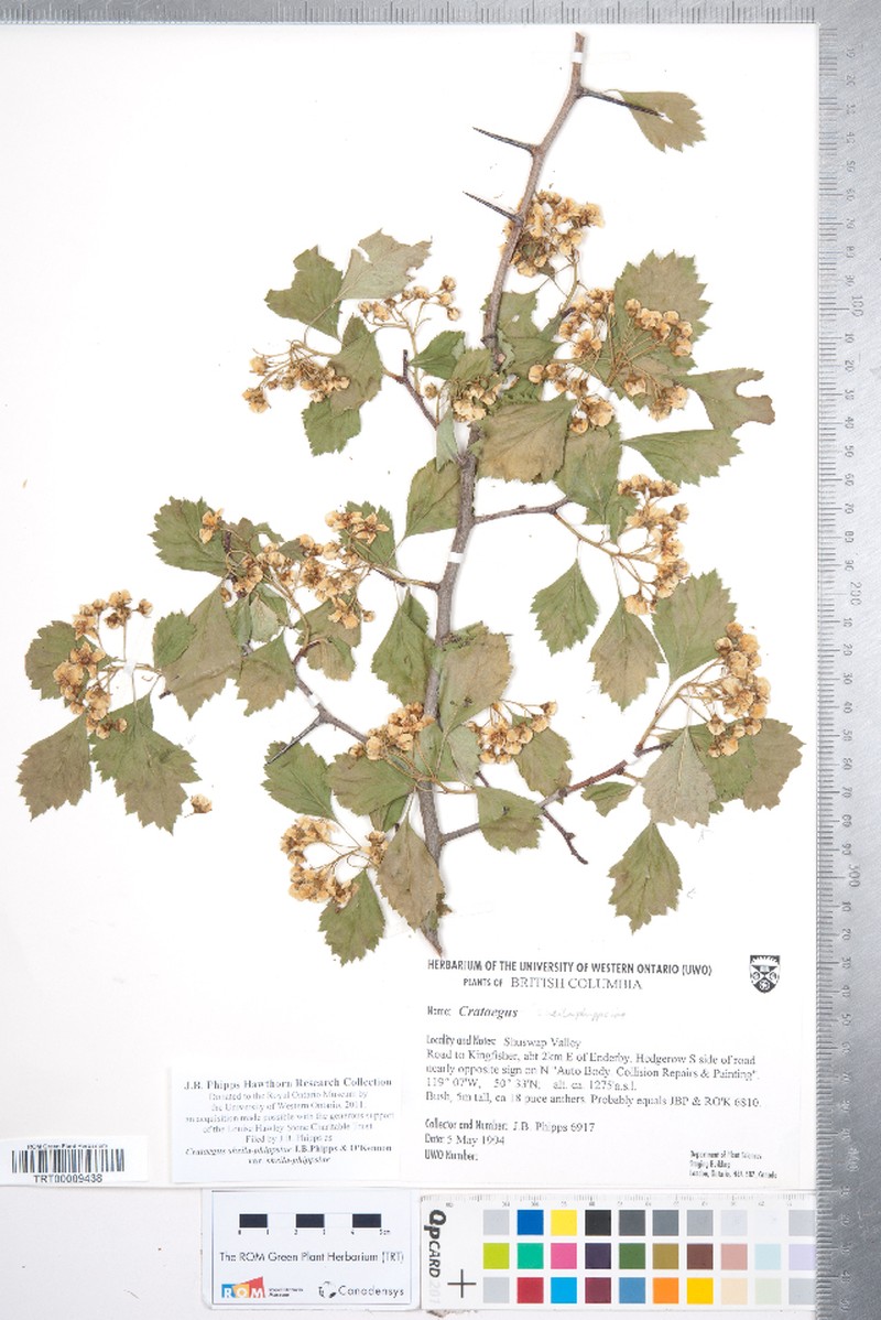 Crataegus sheila-phippsiae var. sheila-phippsiae photo 4