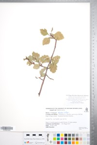 Crataegus sheridana