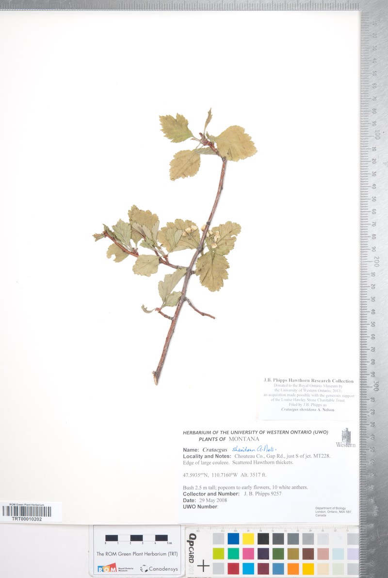Crataegus sheridana