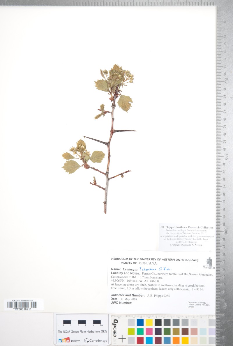 Crataegus sheridana photo 2