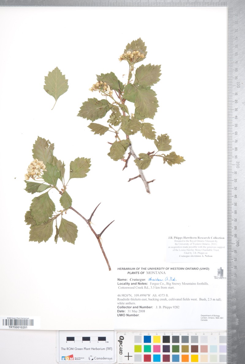 Crataegus sheridana photo 3