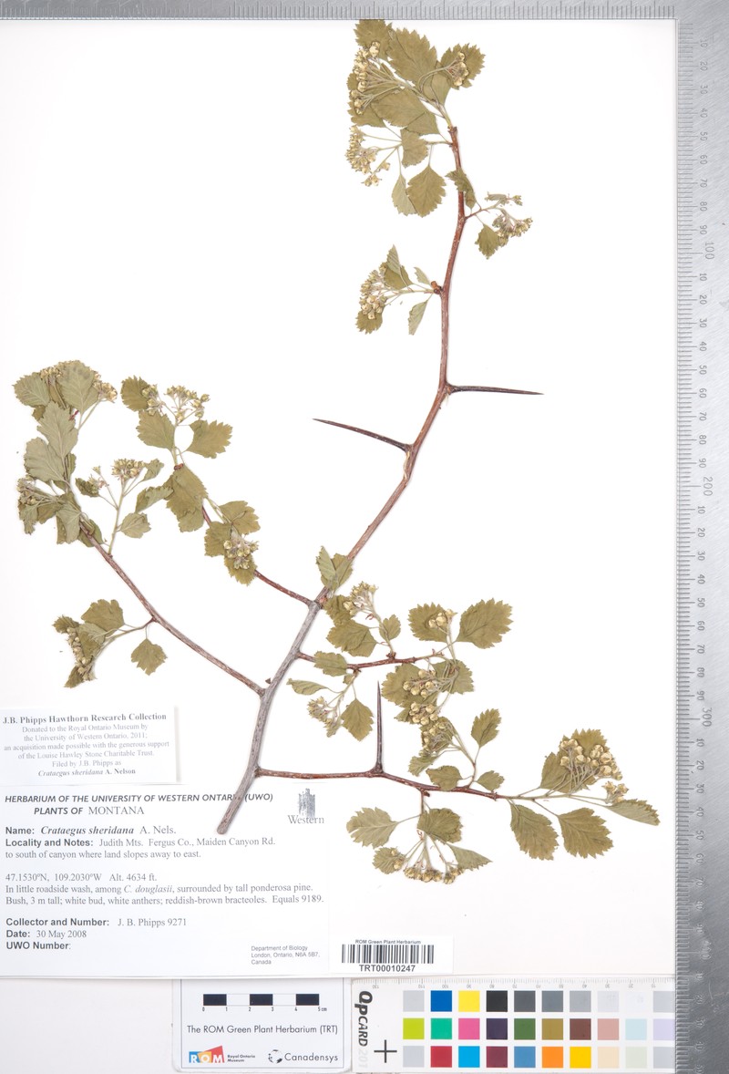 Crataegus sheridana photo 4