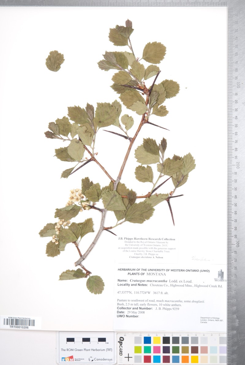 Crataegus sheridana photo 5