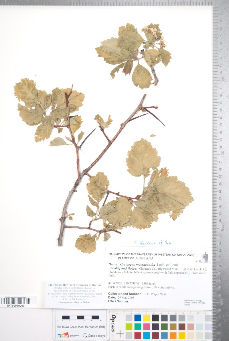Crataegus sheridana photo 6