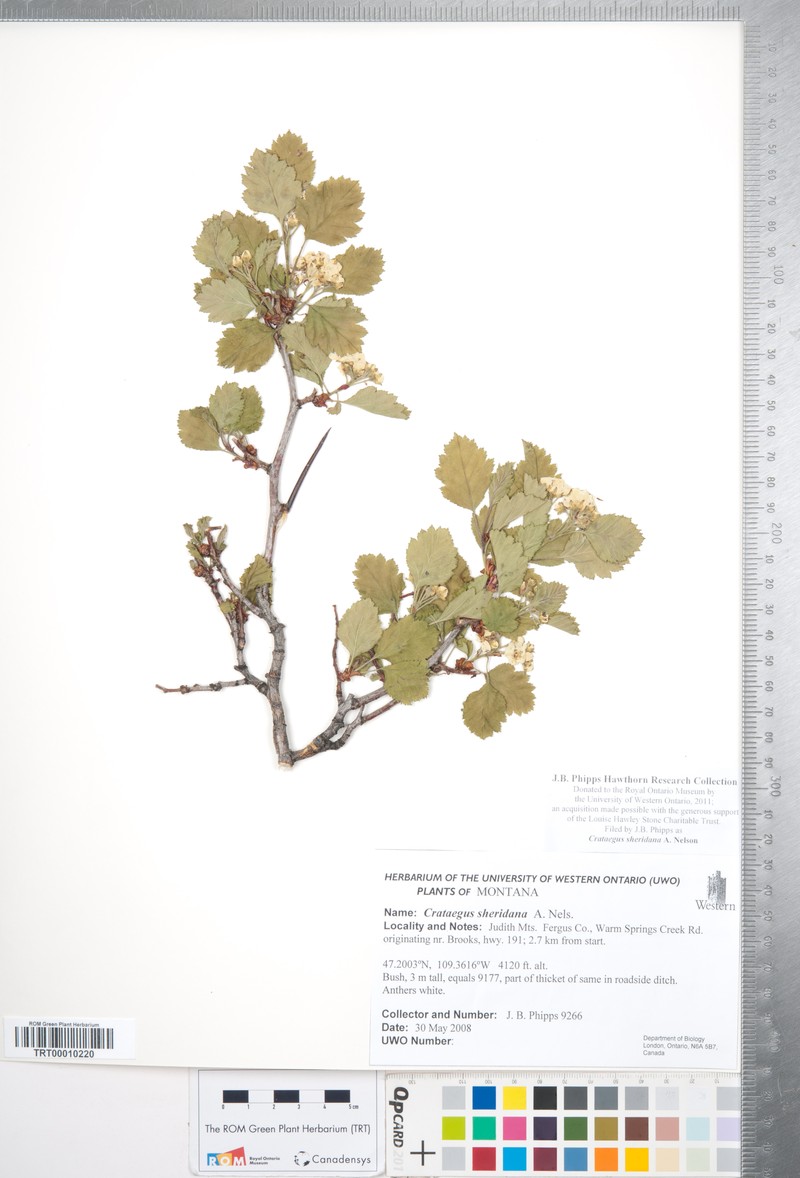 Crataegus sheridana photo 7