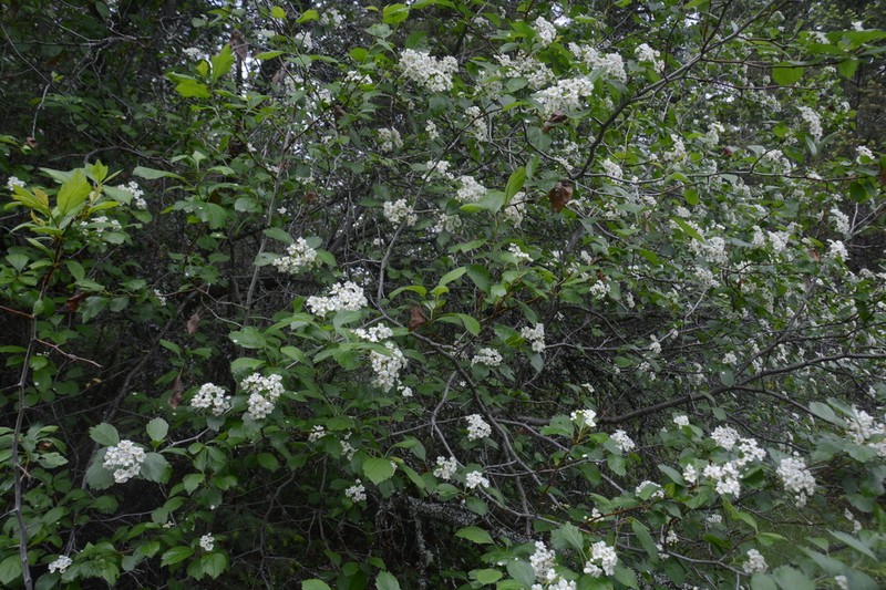 Crataegus shuswapensis