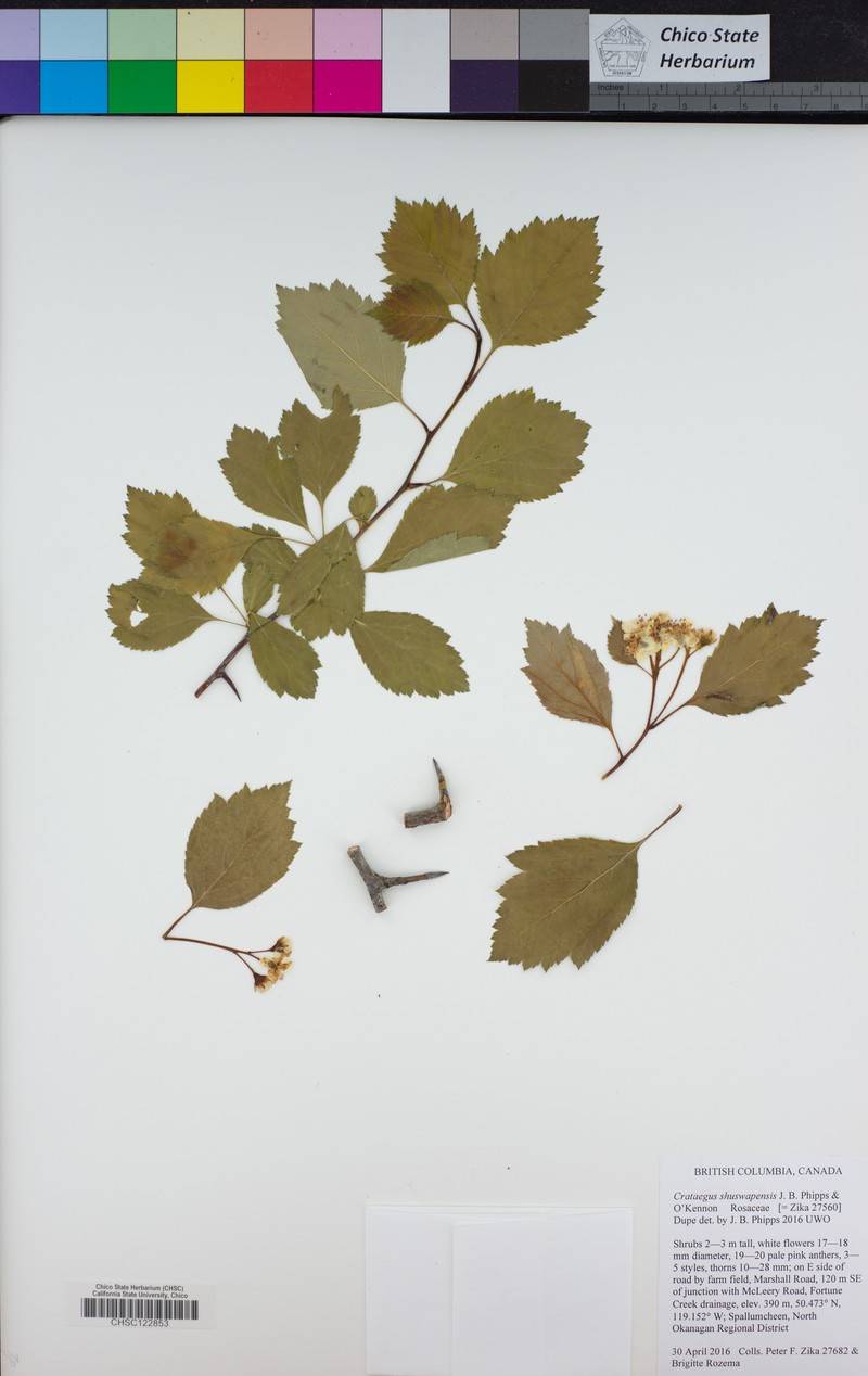Crataegus shuswapensis photo 2