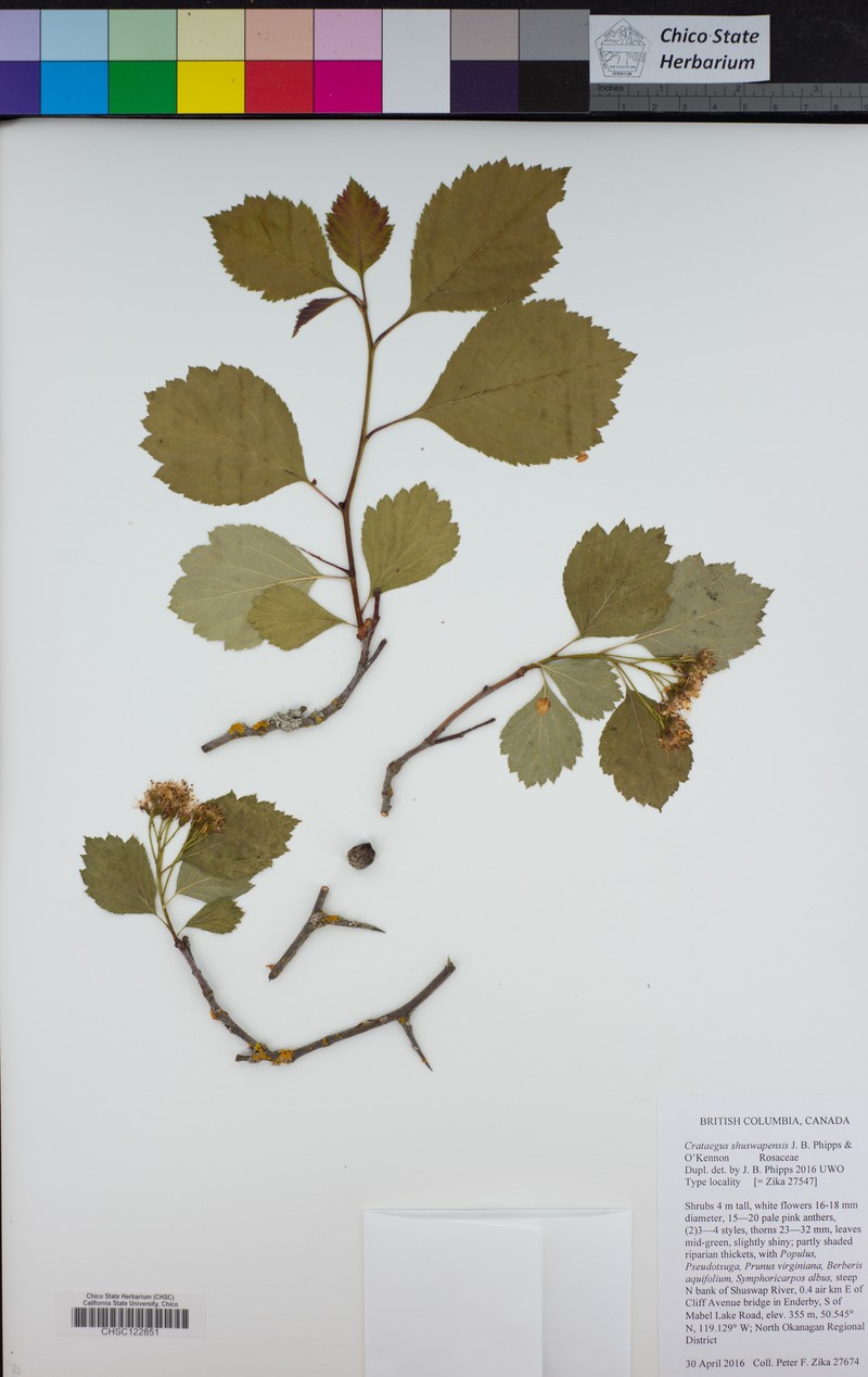 Crataegus shuswapensis photo 3