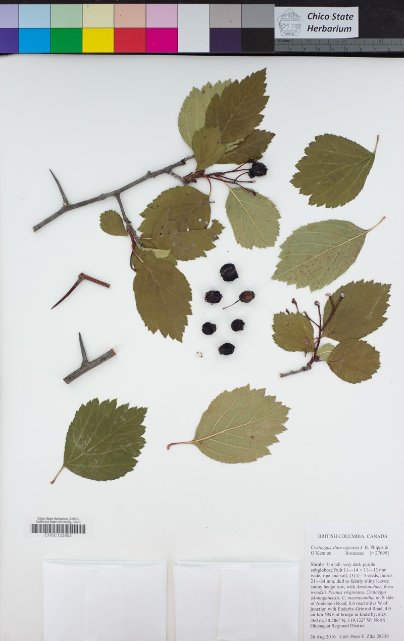 Crataegus shuswapensis photo 4