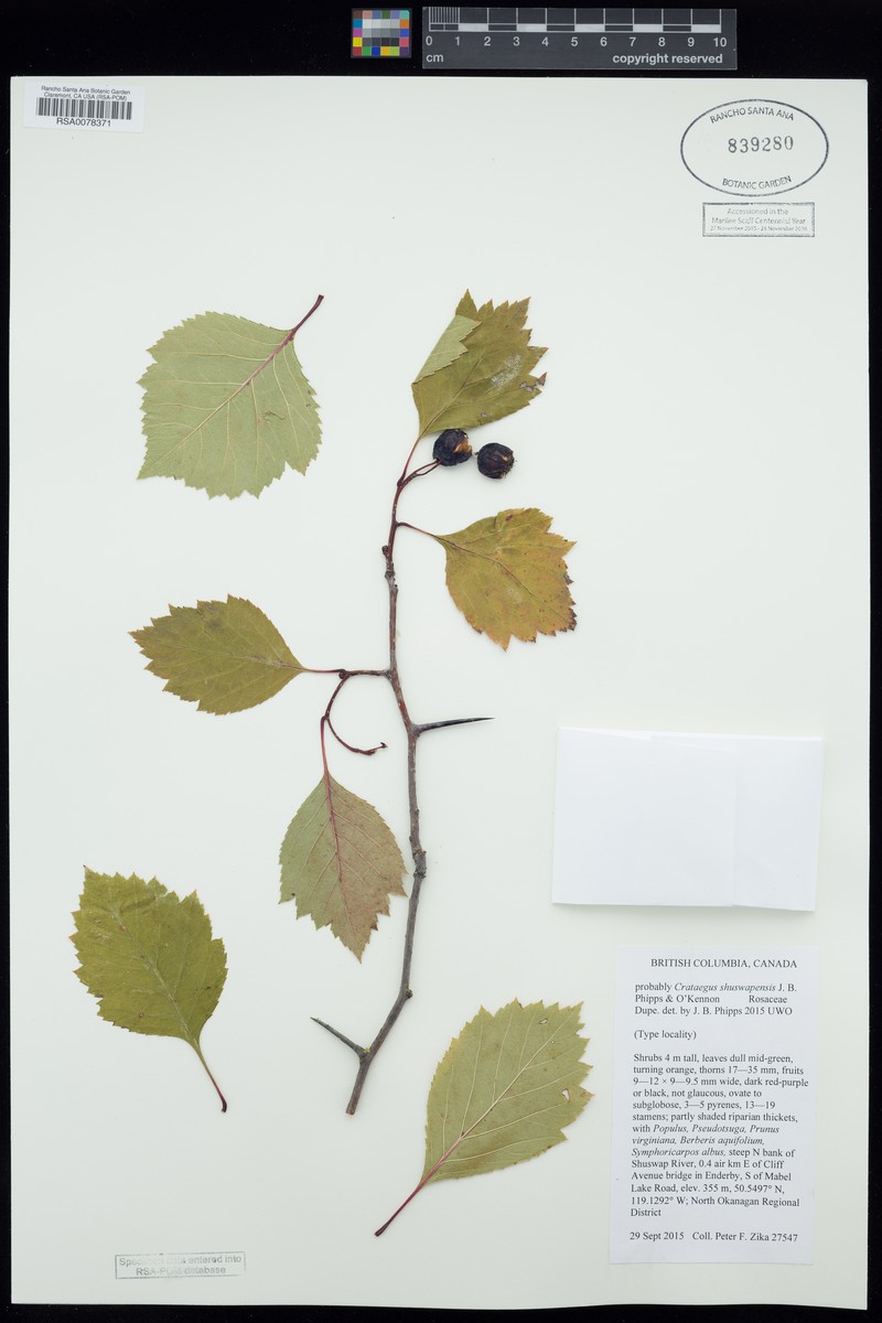 Crataegus shuswapensis photo 5