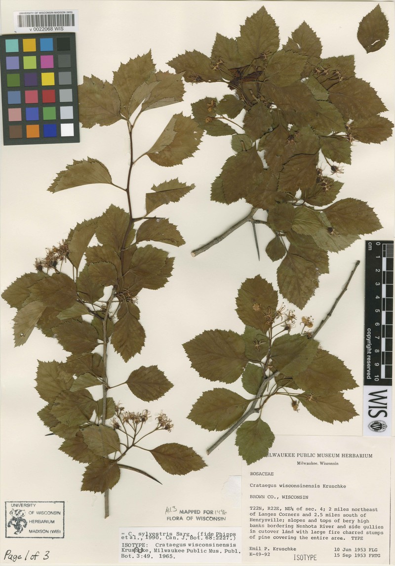 Crataegus silvestris