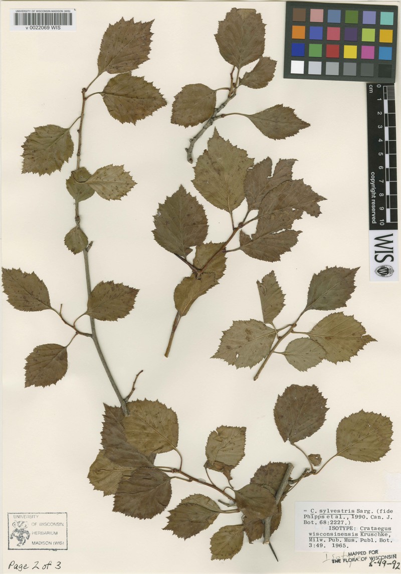 Crataegus silvestris photo 2