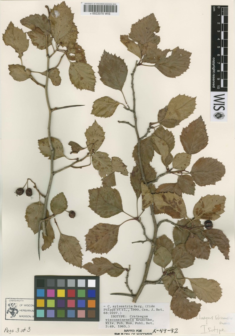 Crataegus silvestris photo 3