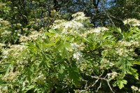 Crataegus songarica
