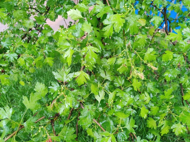 Crataegus songarica photo 3
