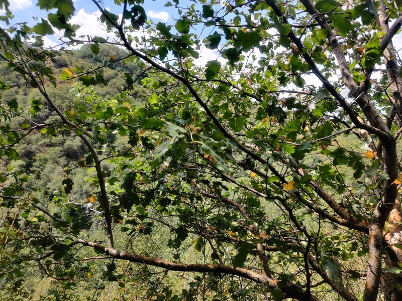 Crataegus songarica photo 4